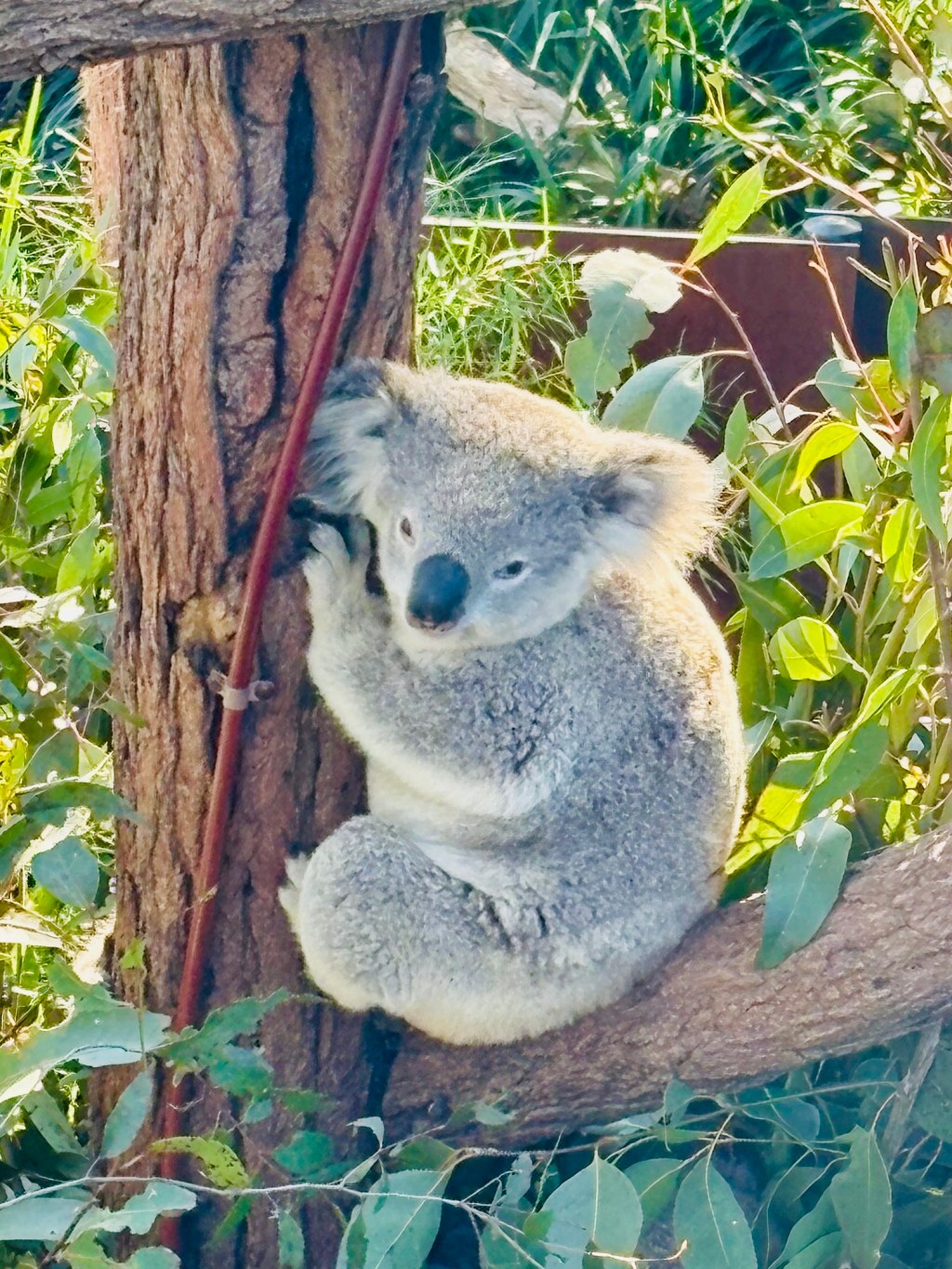 Koalas, kangaroos, wallabys, and more:&nbsp;Sydney